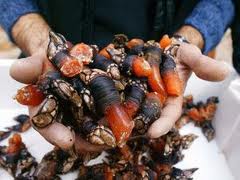 Percebes 